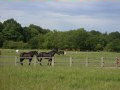 image of horses grazing