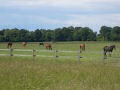 image of horses grazing