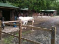 image of some of our stables